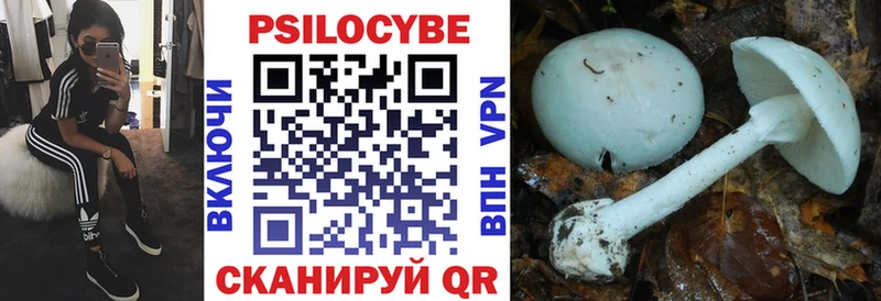 Псилоцибиновые грибы Psilocybe Хотьково